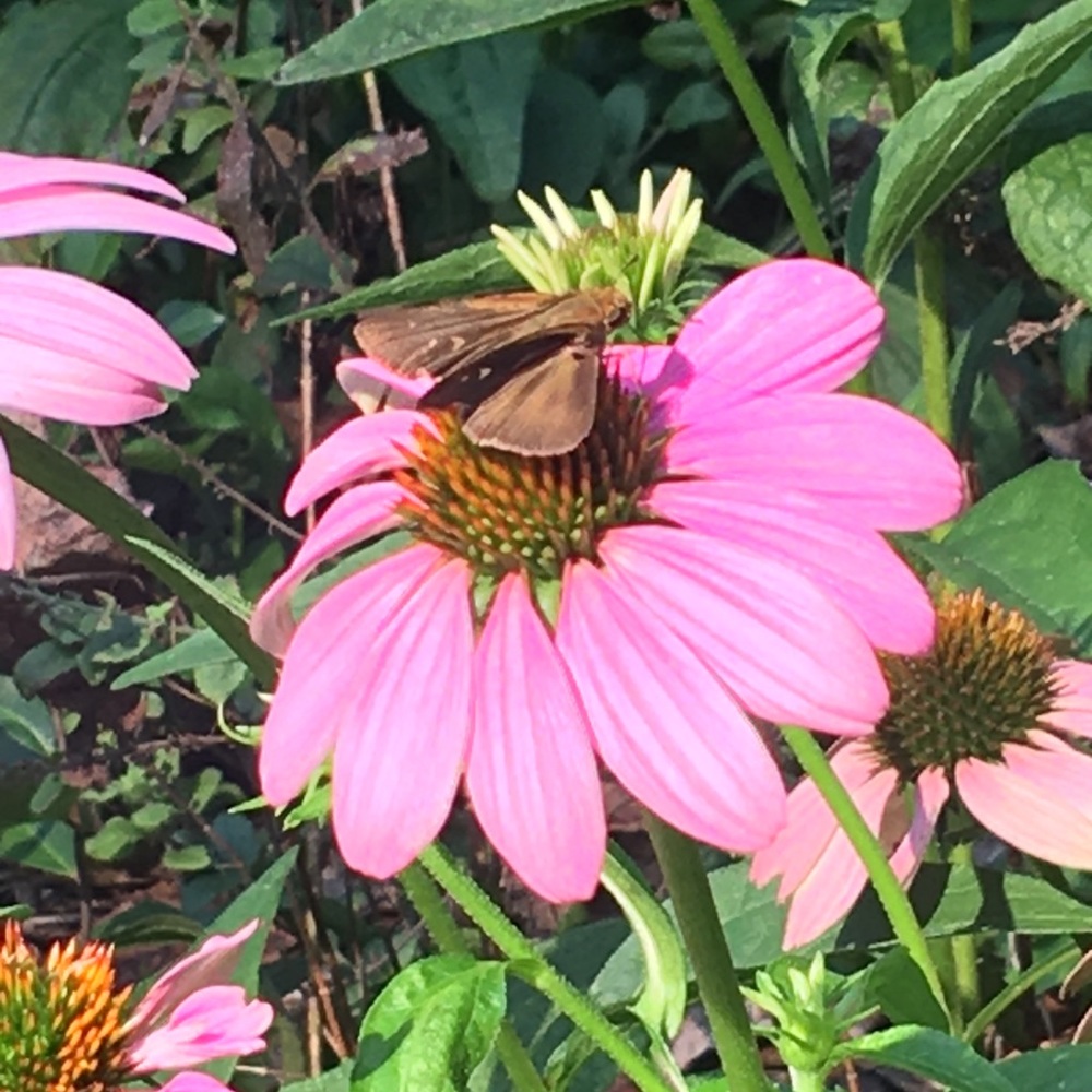 Meet your Posher, Linda